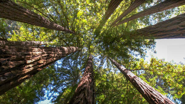 How Our Tree Care Process Works  in Carter, TX